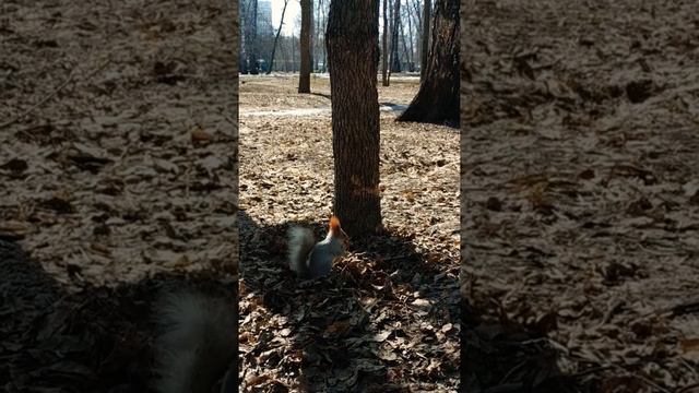 Белка заигрывает со мной#animals#животные#squirrel#белка#nature