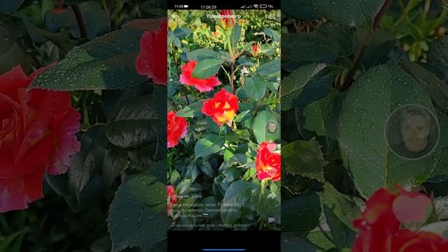 роза3.mp4