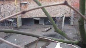 Самая тяжёлая порода кур   красный промышленный корниш  Вес цыплят в 5 месяцев 10 дней