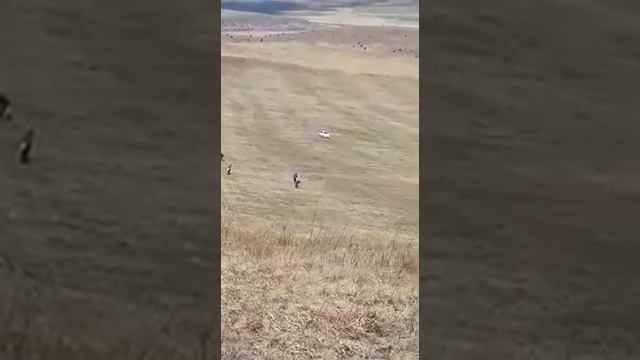 Копатели добывают краснокнижную сапожниковию растопыренную (корень солодки)