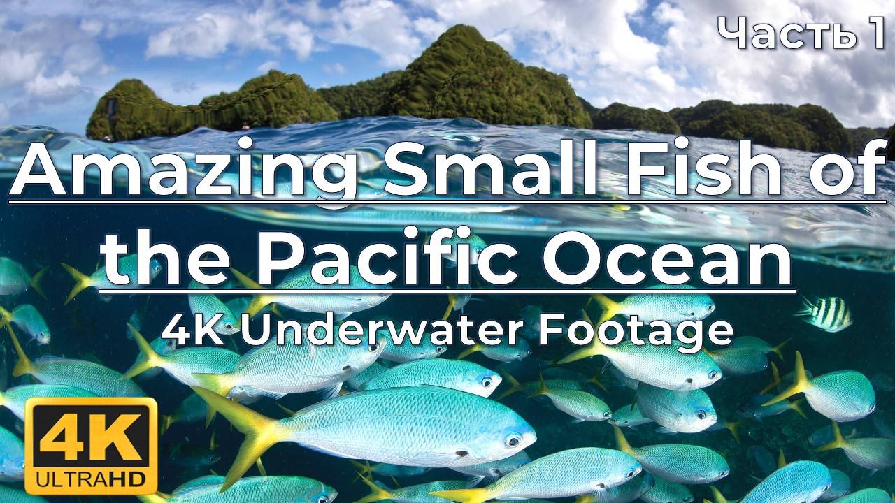 Amazing Small Fish of the Pacific Ocean - 4K Underwater Footage - 3 HOURS of Relaxation-1