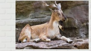 Поход в зоопарк.mp4