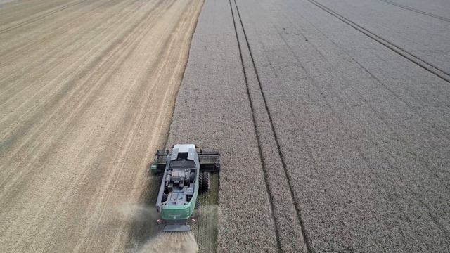 Datos curiosos de los cereales #trigo #cosecha #alemania #cosechadora смотреть онлайн