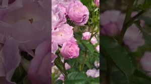РОЗА Блю фо Ю / Blue for You/ Пик цветения