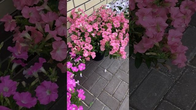 Наша петуния из семян