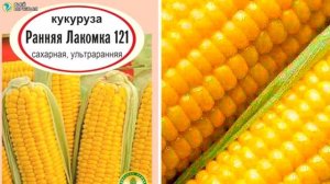 Выращивание кукурузы. Бизнес идея
