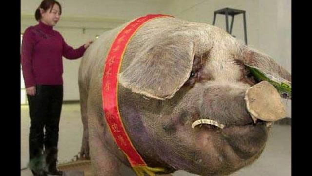 Смешное видео.Самые большие животные. смотреть онлайн