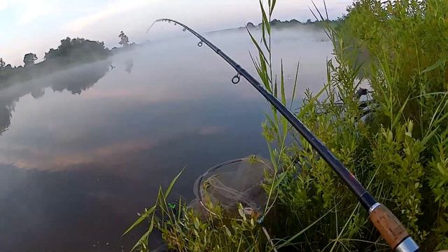 Рыбалка в Пензенской области. Ловим карпа на пруду Порецкое смотреть онлайн