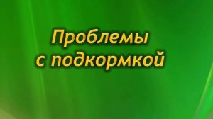 Листья мирта сохнут и опадают. Почему и что делать?