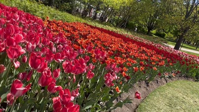 Фестиваль тюльпанов в Канаде/ Потрясающая расцветка тюльпанов! смотреть онлайн