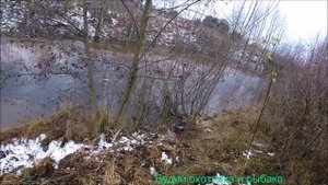 Охота на норе бобра c проходными капканами # 1 (Будни охотника и рыбака)