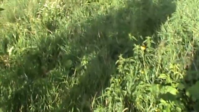 Яблоки "конфетное" смотреть онлайн