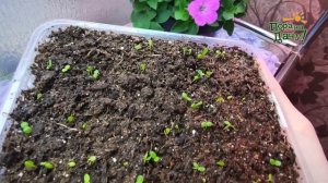 Виола - посев семян на рассаду