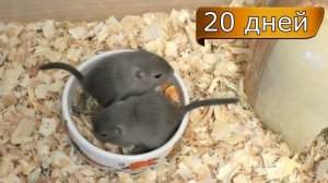 Песчанки 15-21 дней. Уборка у песчанок