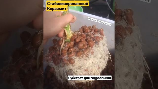 Гидропонный субстрат Керамзит для гидропоники ⤵️ Огород 21века