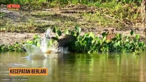 Ketika Jenis Kucing Macan Kumbang Bertarung Melawan Jaguar, Seperti Apa Hasil Kekuatan Gigi-Nya.?