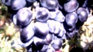 Виноград Надежда Азос