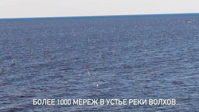 Заколы