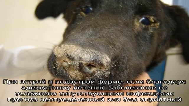 Чума плотоядных у собак: симптомы и лечение смотреть онлайн