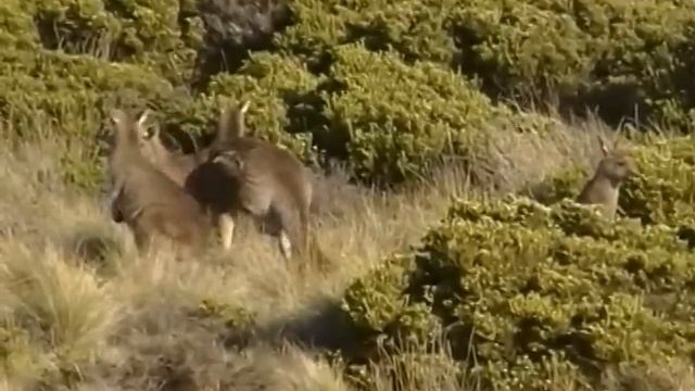 Western Grey Kangaroo. Западный серый кенгуру (34sp) смотреть онлайн