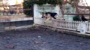 #2 Охрана территории собакой . Собаки для охраны дома . Восточноевропейская овчарка , кобель и сука