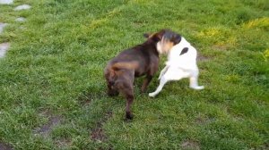 Жестокий бой фокстерьер с английским стаффордширским бультерьером.