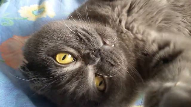 Кисеныш #cat #кот #весело #cat #lol #smile смотреть онлайн