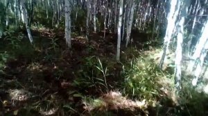 Как отличать съедобные грибы от не съедобных