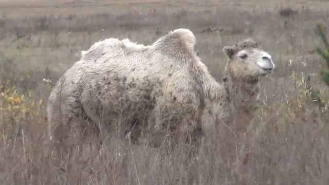 верблюды смотреть онлайн