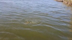 Карповая рыбалка. Ловля сазана и карпа БЕЗ ОСТАНОВКИ.Водоем Каневской.