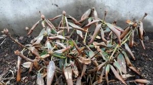 Рододендроны! Мои новые саженцы!