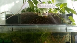 Фитофильтр - эффективный и дешёвый.