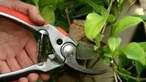 Обрезка, Прищипка, Омоложение комнатных растений! Как правильно обрезать растения!