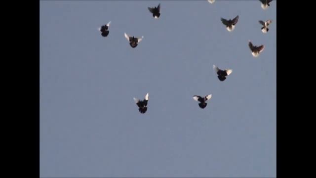 ПОЛЕТЫ  НАД  РАМОНЬЮ 2