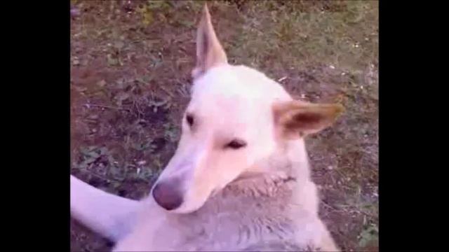 Не будите спящую собаку смотреть онлайн