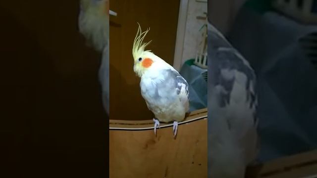 Смешной попугай корелла учится говорить / Funny Parrot Corella Learns To Speak