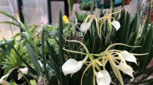 Ч1.В гости к орхоману! 46 лет стажа выращивания орхидей! Венерин башмачок , брассавола, дендробиум