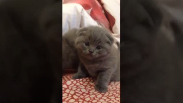 Шотландские котята. Скотиш Фолд и Скотиш Страйт