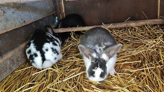 Дворовые козы зимой. Наши кролики. смотреть онлайн