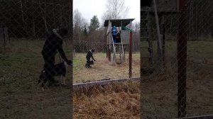 Расценка работы РЕЛ Кунак по подсадному медведю в одиночку Шатуновой В.В.