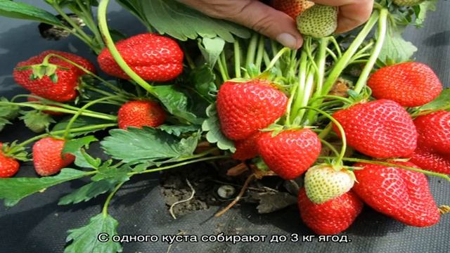 Рекомендуем 10 лучших сортов ремонтантной садовой земляники