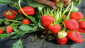 Рекомендуем 10 лучших сортов ремонтантной садовой земляники