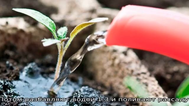 Луковая шелуха для рассады томатов и перцев. смотреть онлайн