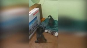 КАНЕ КОРСО. 2 месяца и 2 года.  трудности СОДЕРЖАНИЯ