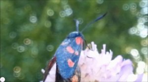 Бабочка пестрянка