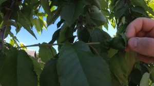 черешня,формировка UFO.состояние на 15.06