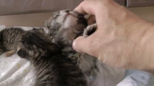Выкармливание осиротевших котят из шприца