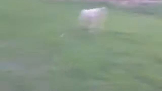 овечка одноглазая заблудилась смотреть онлайн