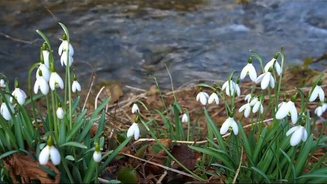 Поздравление на 8 марта в стихах смотреть онлайн