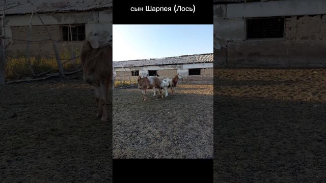 Арашанские кочкоры производители мое хозяйства. @ataiabbasuulu2657 ,  #арашанская_порода , #арашан